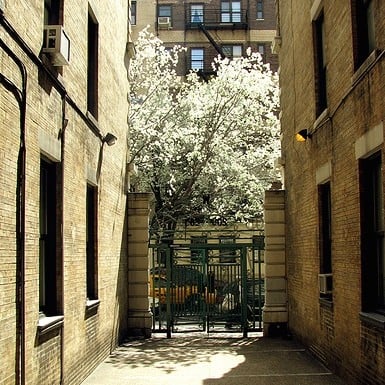 tree-1